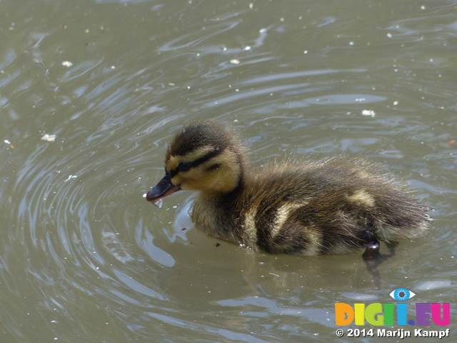 FZ006045 Duckling